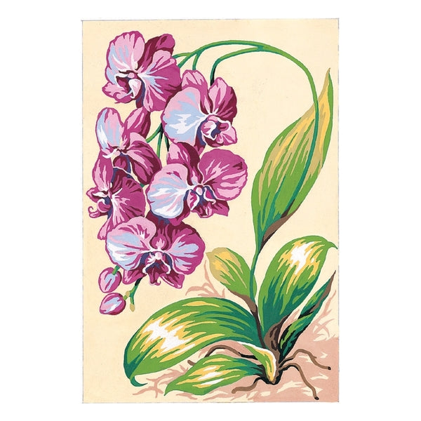 Ochidées violettes