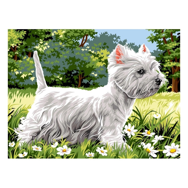 Westie
